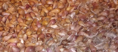 Hardneck Garlic Bulbil Sets | Allium sativum var. ophioscorodon | Aerial Garlic Bulbils