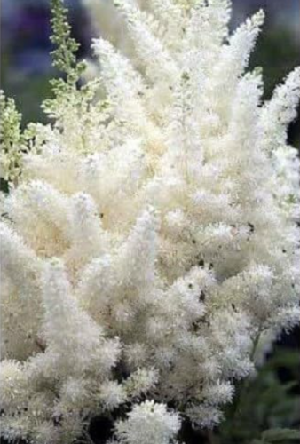 White Astilbe Flower Seeds | Shade‑Loving Perennial, Deer‑Resistant Feathery