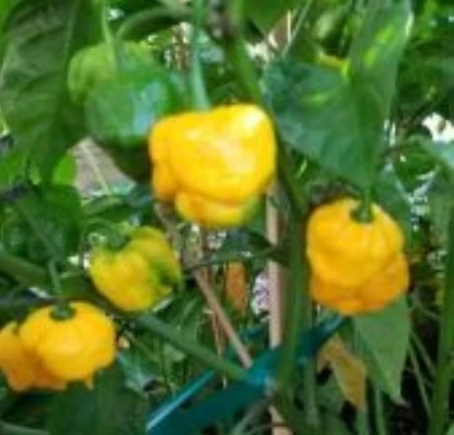Yellow Dragon Breath Hot Pepper Seeds | Capsicum annuum | Spicy Yellow Hot Pepper