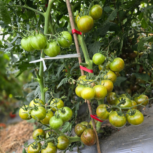 861 Rozmai Cherry Tomato Seeds | Solanum lycopersicum | Ukrainian Sweet Cherry Tomato, 20-45 g