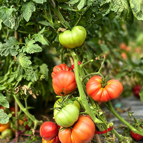 862 Cantati 6 Tomato Seeds | Solanum lycopersicum | Midseason Raspberry-Red Beefsteak, 7.1-12.3 oz