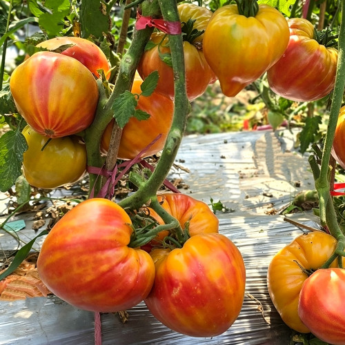 867 Bicolor Beloved Heart Tomato Seeds | Solanum lycopersicum | Midseason Sweet Bicolor Heart, 5.3-10.6 oz