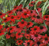 Bright Red Coneflower Seeds | Echinacea purpurea | Hardy Perennial Red Echinacea, Pollinator‑Friendly Garden Flower