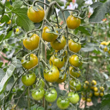 Dream Green Sweet No. 3 F1 Tomato Seeds | Solanum lycopersicum | Sweet Green-Yellow Cherry, TY Resistant, ~25 g