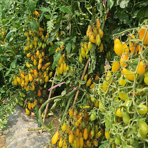 2025 Sweet Auntie F4 Tomato Seeds | Solanum lycopersicum | Self-Bred Creamy Yellow Sweet Cherry