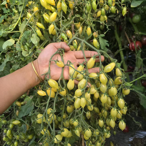 2025 Sweet Brush F5 Tomato Seeds | Solanum lycopersicum | Self-Bred Pale Yellow Sweet Cherry, 10-15 g