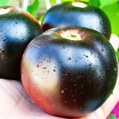 792 Dwarf Gondwana Thunder Tomato Seeds | Solanum lycopersicum | Dwarf Project Antho Tomato, Dark Purple-Black Round Fruits