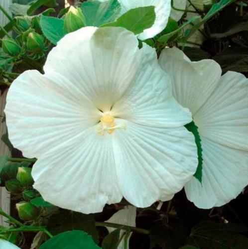 Hibiscus moscheutos Giant Hardy Hibiscus Seeds | Huge White Perennial Mallow, Large Dinner‑Plate Blooms