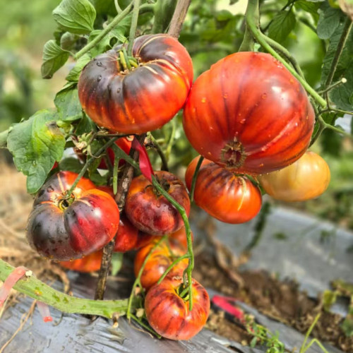 791 Rosleyna Tomato Seeds | Solanum lycopersicum | Early-Midseason High-Yield Indeterminate Coral Antho Beefsteak, 7-14 oz
