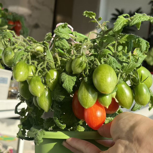 829 Micro Laura Tomato Seeds | Solanum lycopersicum | Early Ultra-Productive Micro Dwarf Red Grape Tomato, 0.25-0.5 oz
