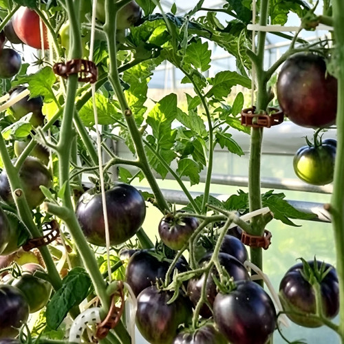792 Dwarf Gondwana Thunder Tomato Seeds | Solanum lycopersicum | Dwarf Project Antho Tomato, Dark Purple-Black Round Fruits