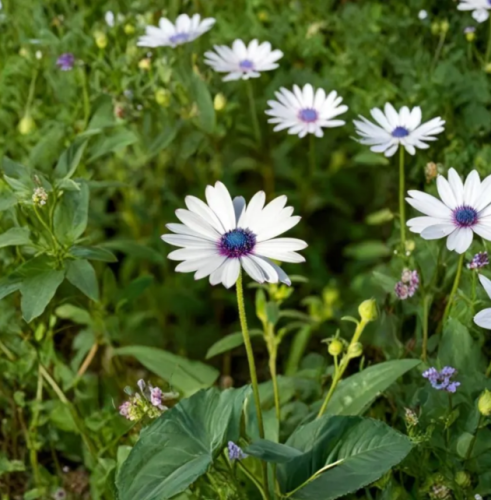 White Cape Daisy Seeds | Osteospermum ecklonis, Heirloom Non‑GMO White Cape Daisy, Blue‑Eyed Blooms