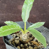 W955 Dorstenia crispa Seeds | Narrowleaf Dorstenia | Tuberous Caudiciform Ornamental Plant, Easy Direct Sow
