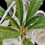 W955 Dorstenia crispa Seeds | Narrowleaf Dorstenia | Tuberous Caudiciform Ornamental Plant, Easy Direct Sow