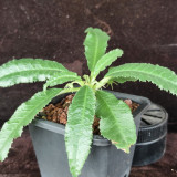 W955 Dorstenia crispa Seeds | Narrowleaf Dorstenia | Tuberous Caudiciform Ornamental Plant, Easy Direct Sow