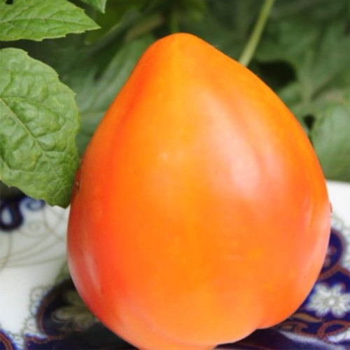 822 Orange Russian Mottled Tomato Seeds | Solanum lycopersicum | Tall Mid-Season Orange Heart Tomato, 2.1-4.2 oz