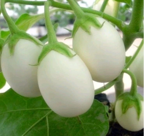 Japanese White Egg Eggplant Seeds | Solanum melongena | Tender Oval White Fruits,