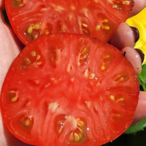 815 Dwarf Indigo Queen F4 Tomato Seeds | Solanum lycopersicum | Midseason Dwarf Antho Bicolor Tomato, 3.5-11.3 oz, F4