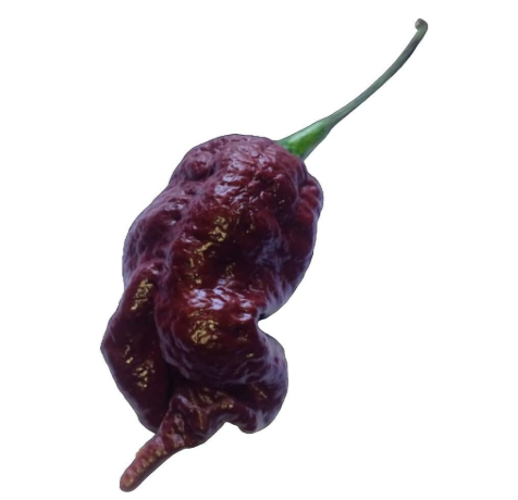 Chocolate Primotali Super Hot Pepper Seeds | Capsicum chinense, Dark Chocolate‑Brown Fiery Chili for Hot Pepper Growers