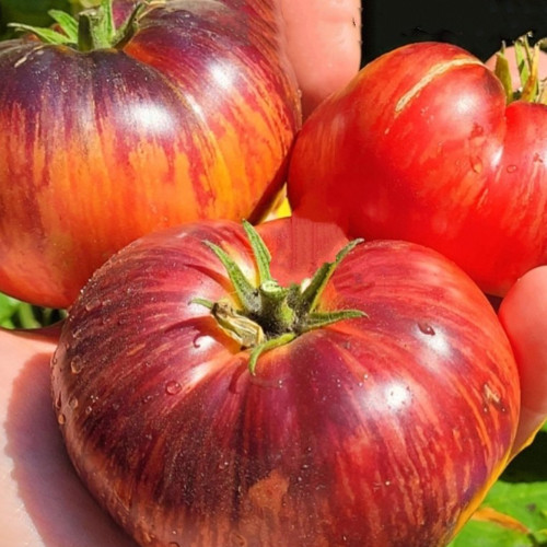 815 Dwarf Indigo Queen F4 Tomato Seeds | Solanum lycopersicum | Midseason Dwarf Antho Bicolor Tomato, 3.5-11.3 oz, F4