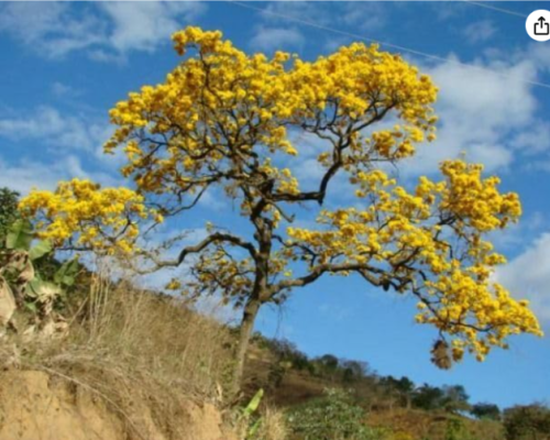 Golden Trumpet Tree Seeds | Tabebuia chrysotricha | Bright Golden‑Yellow Trumpet Blooms, Deciduous Ornamental Tree