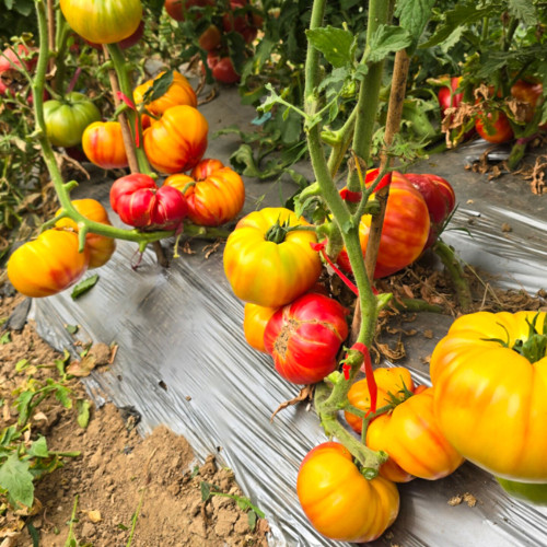 819 Yellow Marble Tomato Seeds | Solanum lycopersicum | Indeterminate High-Yield Orange-Red Bicolor Beefsteak, 12-24 oz