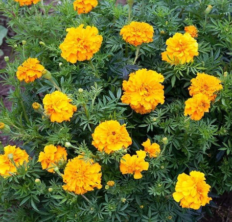 Crackerjack African Marigold Seeds | Tagetes erecta, Large Golden‑Orange Annual Blooms