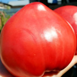 820 Strawberry Heavyweight Tomato Seeds | Solanum lycopersicum | Early-Midseason Raspberry-Pink Heart Tomato, 12-18 oz