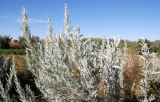 Silver Sagebrush Seeds | Artemisia cana | Silvery‑Foliage Dwarf Sagebrush, Hardy Drought‑Tolerant Perennial Herb