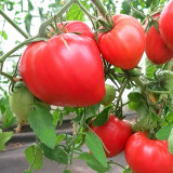 820 Strawberry Heavyweight Tomato Seeds | Solanum lycopersicum | Early-Midseason Raspberry-Pink Heart Tomato, 12-18 oz