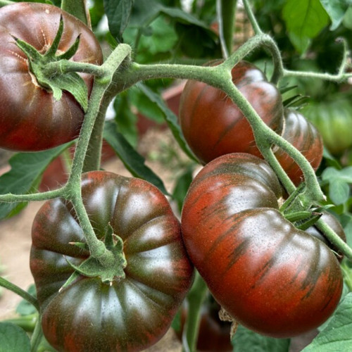 811 Paris Tomato Seeds | Solanum lycopersicum | Midseason Dark Red-Brown Salad Slicer Tomato, 7-18 oz