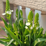 U2219 White Star of Bethlehem Bulbs | Ornithogalum thyrsoides | Chincherinchee, White Spring Flowering Bulb