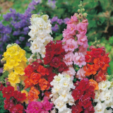 Double Mix Snapdragon Seeds | Antirrhinum majus, Frilly Double‑Bloom Mixed‑Color Snapdragon for Garden