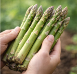 Jersey Knight Asparagus Bare‑Root Crowns | Asparagus officinalis | 2‑Year‑Old All‑Male Green Heirloom Asparagus