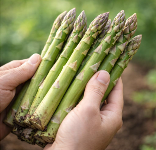 Jersey Knight Asparagus Bare‑Root Crowns | Asparagus officinalis | 2‑Year‑Old All‑Male Green Heirloom Asparagus