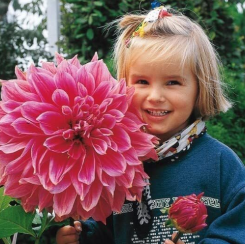 Dinner‑Plate Giant Dahlia Seeds | Dahlia variabilis, Huge Dinner‑Plate‑Sized Blooms for Summer Garden