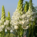 U2219 White Star of Bethlehem Bulbs | Ornithogalum thyrsoides | Chincherinchee, White Spring Flowering Bulb