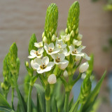 U2219 White Star of Bethlehem Bulbs | Ornithogalum thyrsoides | Chincherinchee, White Spring Flowering Bulb