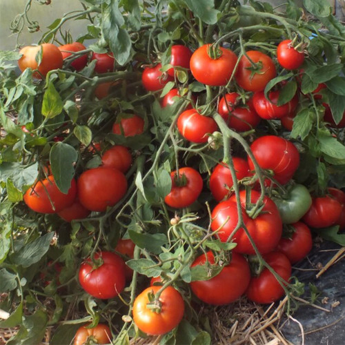 834 Mongolian Dwarf Tomato Seeds | Solanum lycopersicum | Early Sprawling Dwarf Red Tomato, up to 7.1 oz