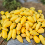 830 Micro Yellow Creamy Tomato Seeds | Solanum lycopersicum | Early Heat-Tolerant Yellow Elongated Micro Tomato, 0.2-0.35 oz