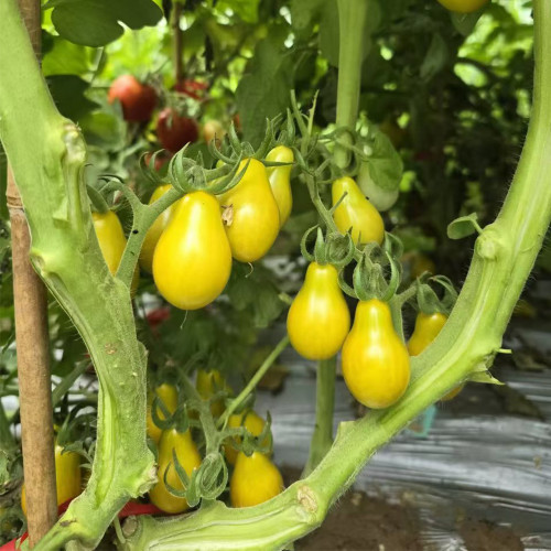 823 Green Pear Tomato Seeds | Solanum lycopersicum | Rare Indeterminate Green-Gold Pear Cherry Tomato, 0.7 oz