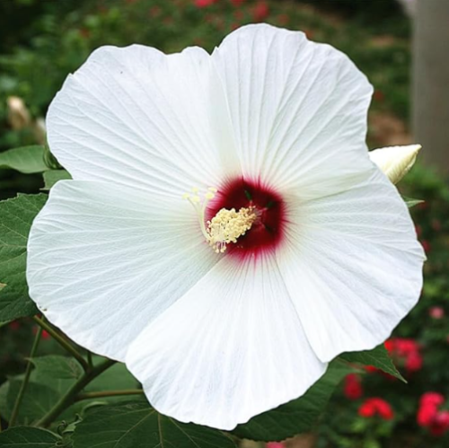 Hibiscus Moscheutos Seeds | Hibiscus moscheutos | Hardy Perennial Mallow, Giant White Blooms With Deep Crimson‑Red Centers