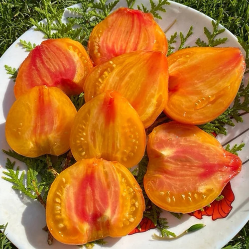 808 Orange Mango F6 Tomato Seeds | Solanum lycopersicum | Early High-Yield Yellow-Orange Bicolor Heart Tomato, 7-14 oz