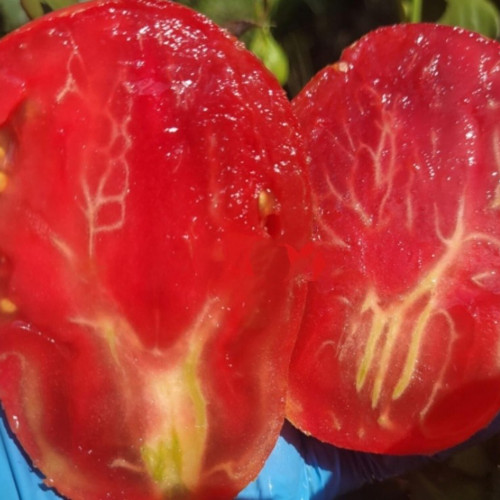 806 Your Smile F7 Tomato Seeds | Solanum lycopersicum | Midseason Red-Orange Striped Pear Tomato, Sweet Old-Fashioned Flavor