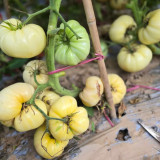 835 White Sugar Tomato Seeds | Solanum lycopersicum | Estonian Indeterminate Cream-White Beefsteak, 3.5-8.8 oz