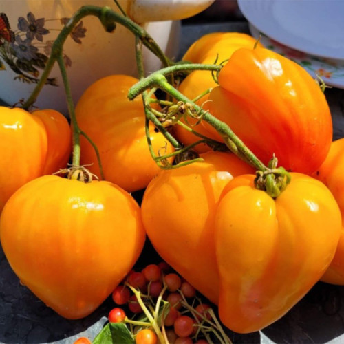 825 Esk Crystal Tomato Seeds | Solanum lycopersicum | Kazakhstan Tall Bicolor Elongated Heart Tomato