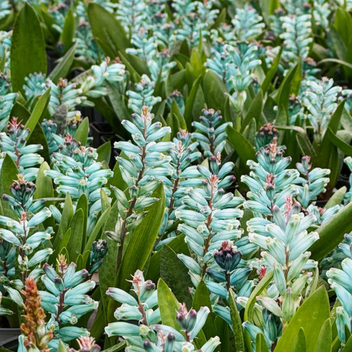 U2220 Turquoise Lachenalia Bulbs | Lachenalia viridiflora | Green-Flowered Cape Cowslip, Rare Fall-Planted Bulb