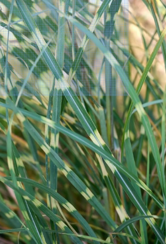 Zebra Grass Seeds | Miscanthus sinensis 'Zebrinus' | Hardy Perennial Ornamental Grass, Distinctive Horizontal Yellow‑Band Variegated Foliage