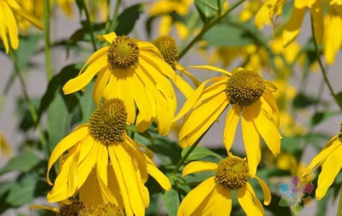 Cutleaf Coneflower Seeds | Rudbeckia laciniata | Hardy Native Perennial, Bright Yellow Drooping Petals, Pollinator‑Friendly Garden Flower