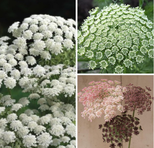 Dara Daucus Seeds | Daucus carota | Ornamental Queen Anne's Lace Mix, White‑Green‑Pink‑Burgundy Umbel Cut‑Flower Blooms